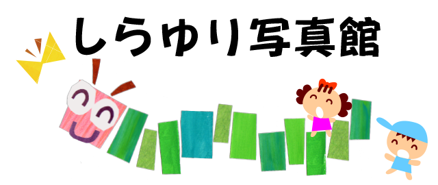 しらゆり写真館
